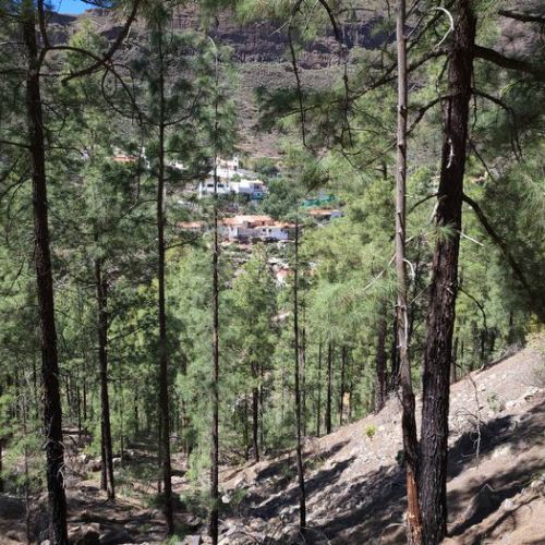 El Juncal de Tejeda visto dal bosco