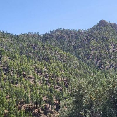 Los Pinares El Juncal de Tejeda Vue depuis la maison