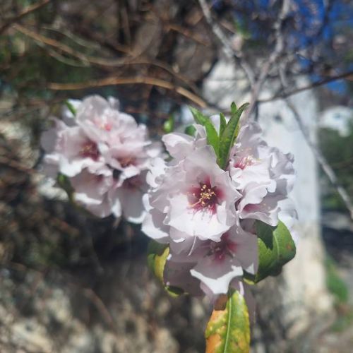 Mandelbaum in Blüte in El Juncal de Tejeda 02