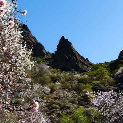 Almond tree in bloom in El Juncal de Tejeda 01