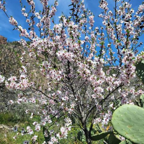 Almond tree in bloom in El Juncal de Tejeda 04