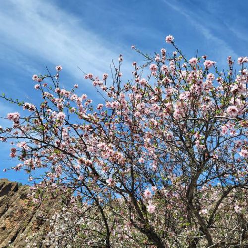 Almond tree in bloom in El Juncal de Tejeda 05