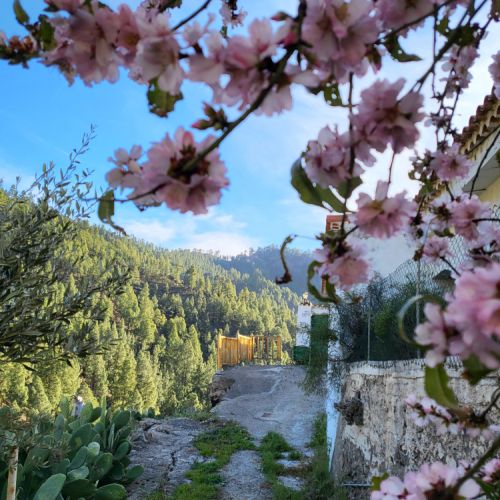 Maison Rurale Los Pinares El Juncal de Tejeda Grande Canarie