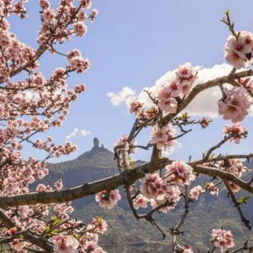 Mandorlo in fiore e il Roque Nublo