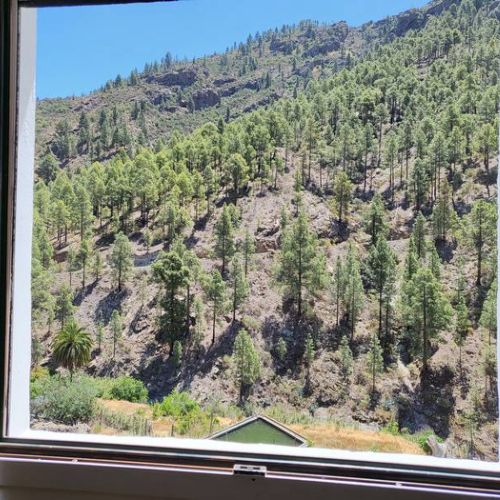 Vista a los pinos desde la cocina