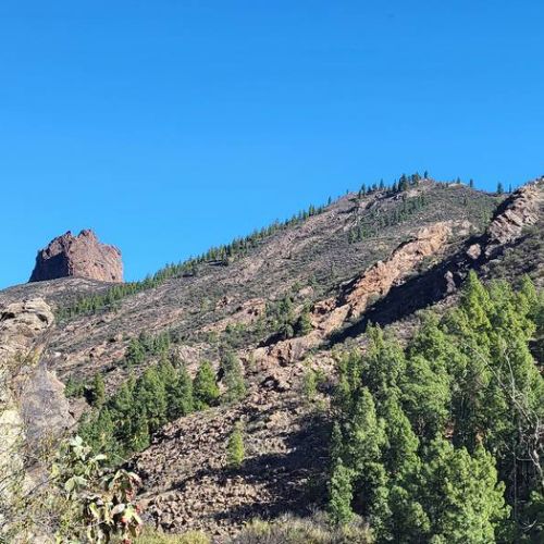 Vista a la montaña con pinos