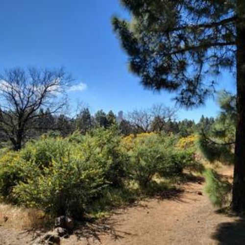Weg zur Presa de las Niñas durch den Pinienwald