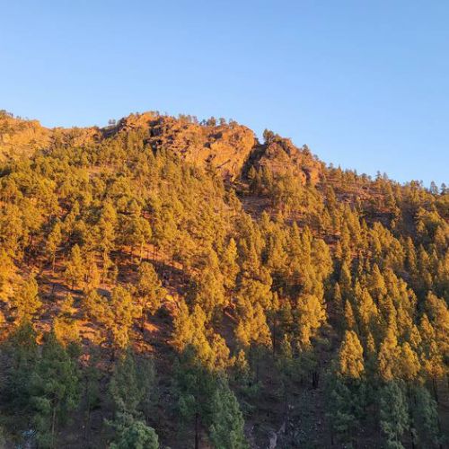 Wald und Natur bei Los Pinares