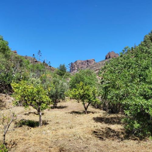Frutteto accanto a Los Pinares