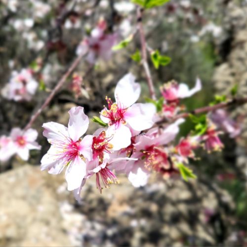 Alomd Blossom Season in El Juncal